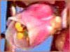 �L�u�V(�،ܔ{�q)