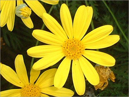 ���[���I�v�X�f�[�W�[(Euryops daisy)