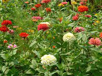 �W�j�A(Zinnia)