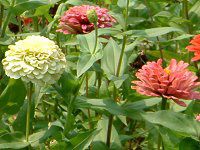 �W�j�A(Zinnia)