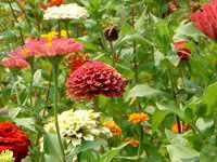 �W�j�A(Zinnia)