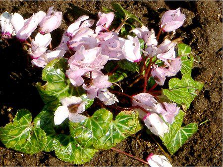 �V�N������(Cyclamen)