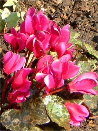 �V�N������(Cyclamen)