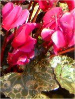 �V�N������(Cyclamen)