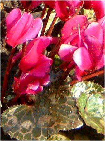 �V�N������(Cyclamen)