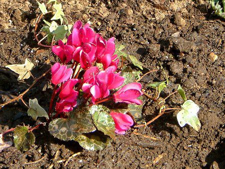 �V�N������(Cyclamen)
