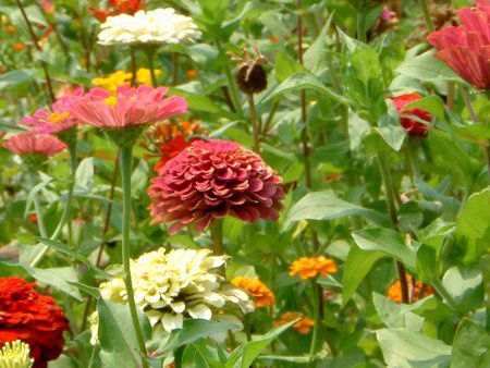 �W�j�A(Zinnia)