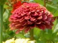�W�j�A(Zinnia)