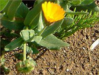 Calendula�i�J�����f�����j