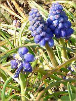 ���X�J��(Muscari)