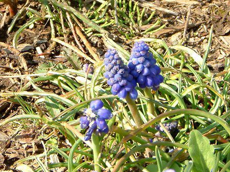 ���X�J��(Muscari)