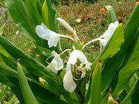 �W���W���[�����[(Ginger lily)