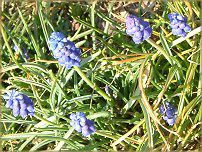 ���X�J��(Muscari)