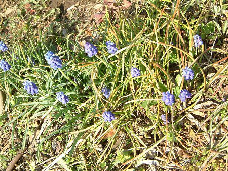 ���X�J��(Muscari)