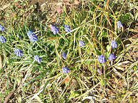 ���X�J��(Muscari)