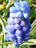 ���X�J��(Muscari)