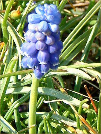 ���X�J��(Muscari)