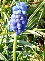 ���X�J��(Muscari)