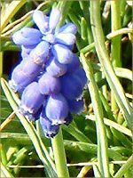 ���X�J��(Muscari)