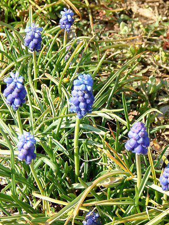 ���X�J��(Muscari)