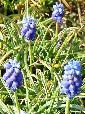 ���X�J��(Muscari)