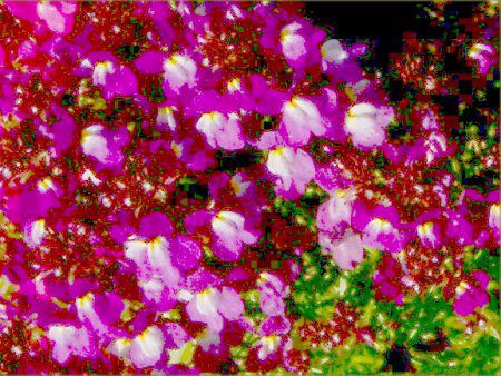 ���i���A(Linaria)