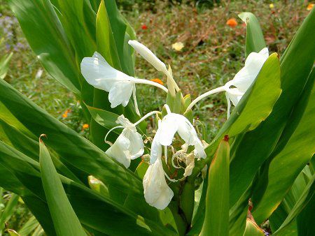 �W���W���[�����[(Ginger lily)