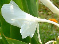 �W���W���[(Ginger)
