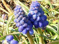 ���X�J��(Muscari)