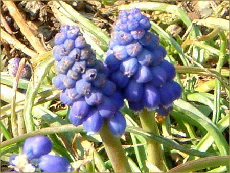 ���X�J��(Muscari)