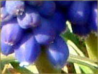 ���X�J��(Muscari)