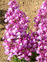 ���i���A(Linaria)