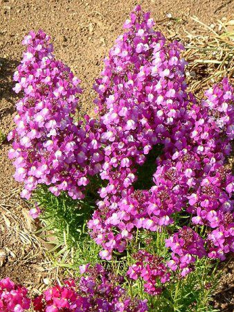 ���i���A(Linaria)