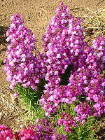 ���i���A(Linaria)