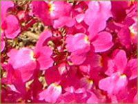 ���i���A(Linaria)