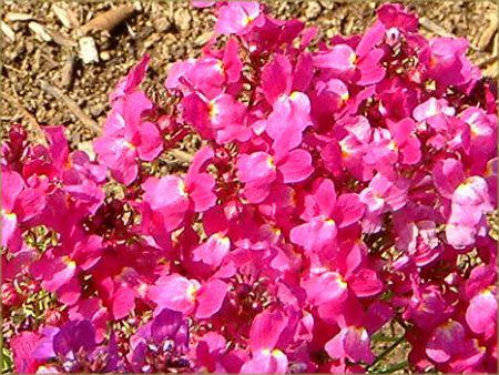���i���A(Linaria)