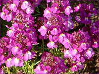 ���i���A(Linaria)