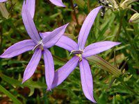 �C�\�g�} (Isotoma)