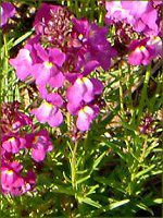 ���i���A(Linaria)