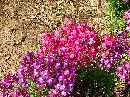 ���i���A(Linaria)