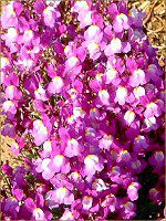 ���i���A(Linaria)