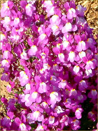 ���i���A(Linaria)