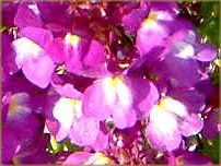 ���i���A(Linaria)