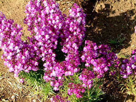 ���i���A(Linaria)