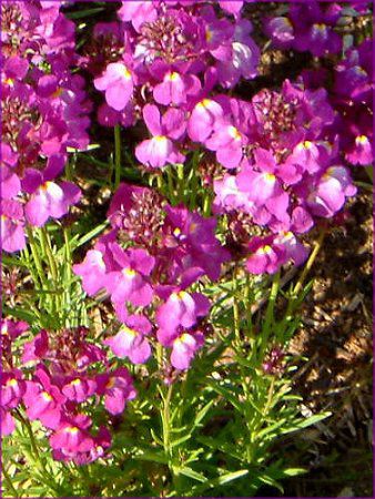 ���i���A(Linaria)