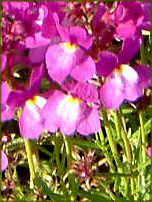 ���i���A(Linaria)