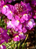 ���i���A(Linaria)