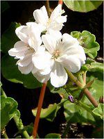 �A�C�r�[�[���j�E���iIvy geranium�j