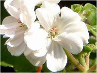 �A�C�r�[�[���j�E���iIvy geranium�j