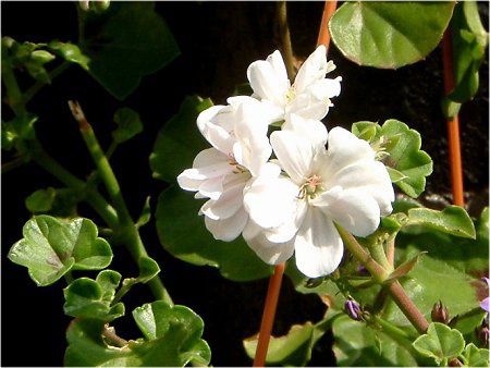 �A�C�r�B�E�[���j�E��(Ivy geranium)